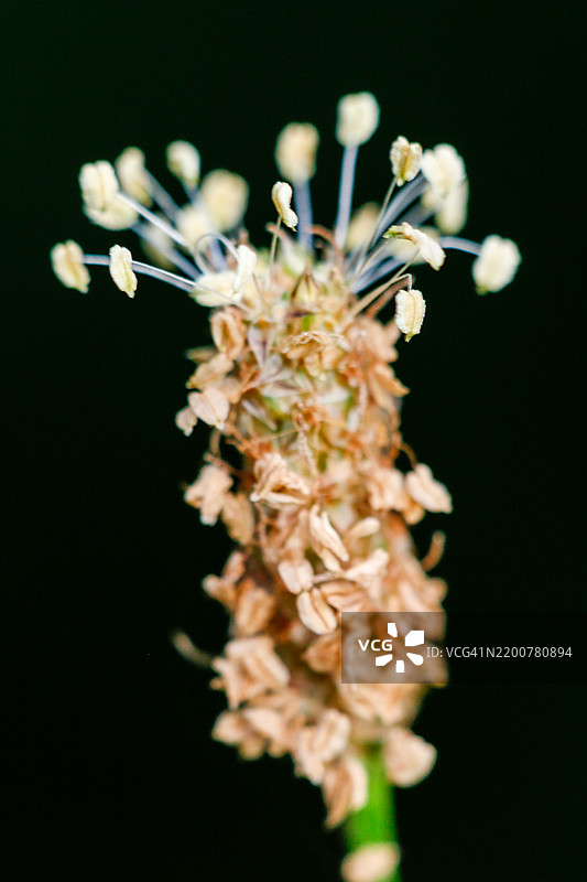 宽叶车前草的特写镜头图片素材