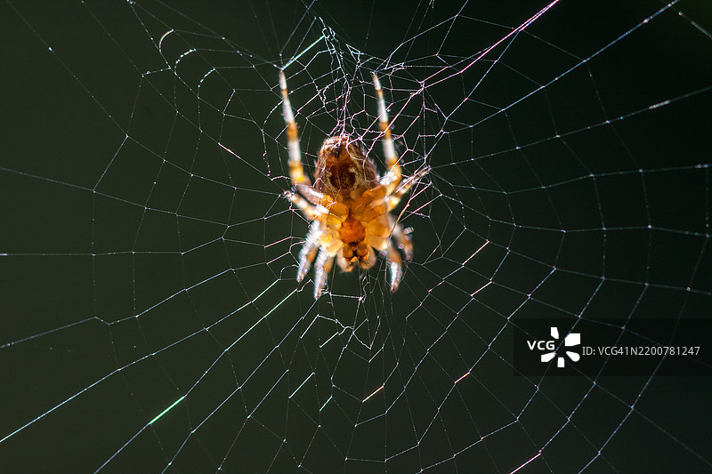 蜘蛛在它的巢里图片素材