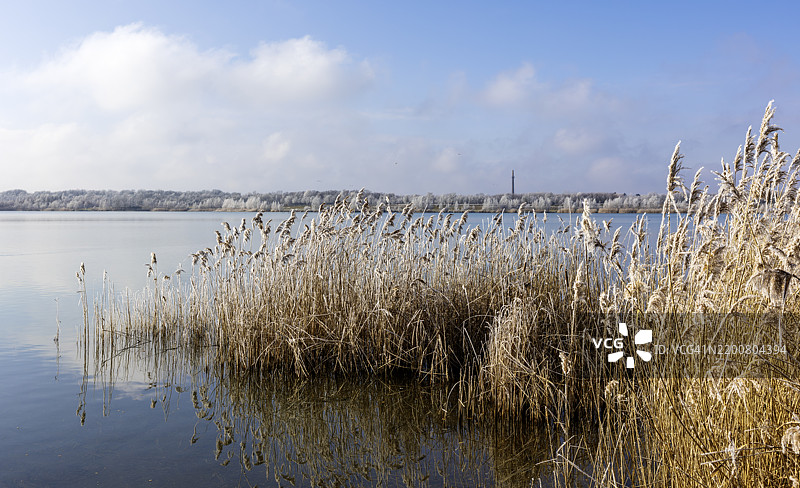 莱比锡马克莱贝格湖的宁静湖泊风景，芦苇荡和结霜的树木。图片素材