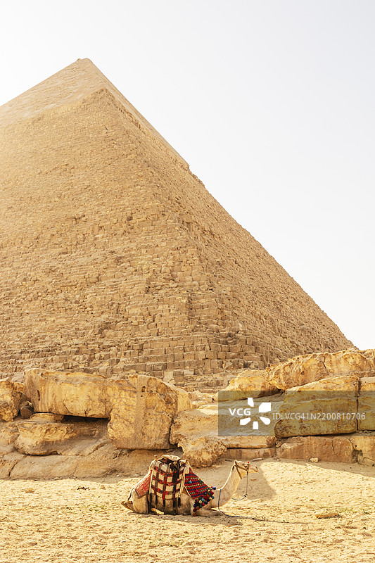 单峰骆驼在埃及开罗的吉萨金字塔前停下。图片素材
