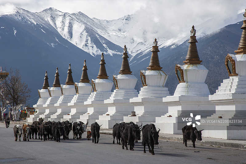 中国。云南省。佛教塔和牦牛图片素材