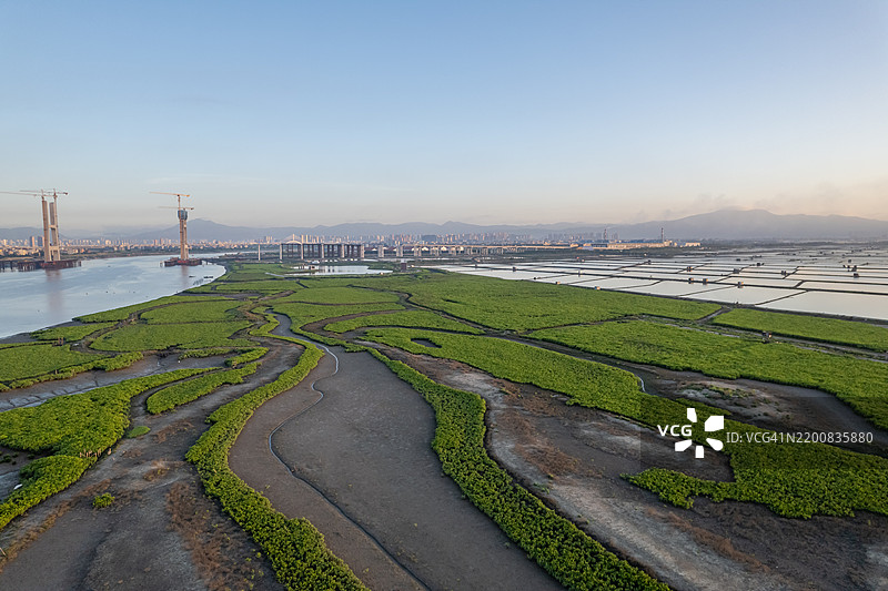 早晨泥滩上的红树林鸟瞰图图片素材
