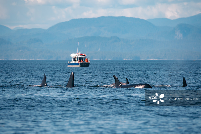 虎鲸在船附近游泳，野生动物观赏。图片素材