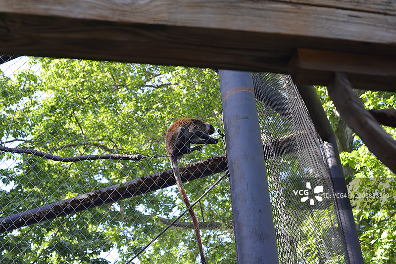 红尾猴图片素材