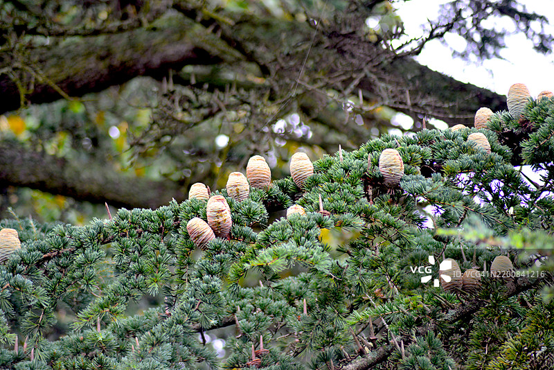 雪松松果图片素材