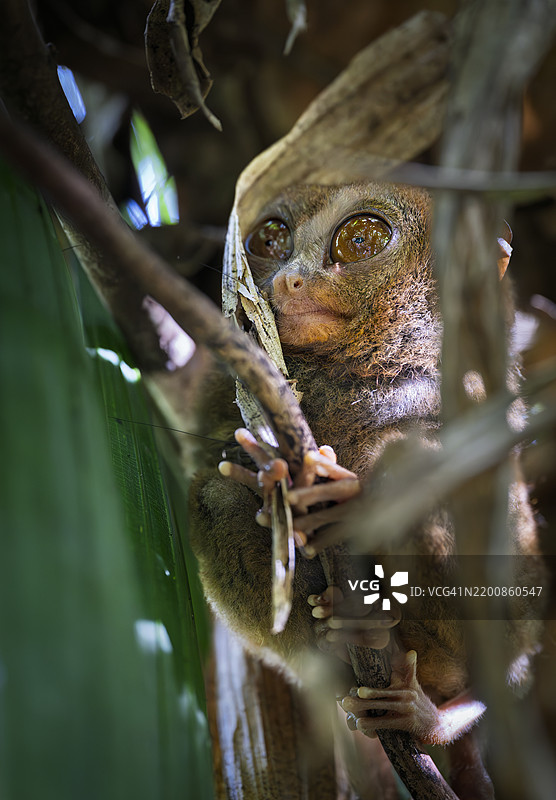 竹林中的懒猴图片素材