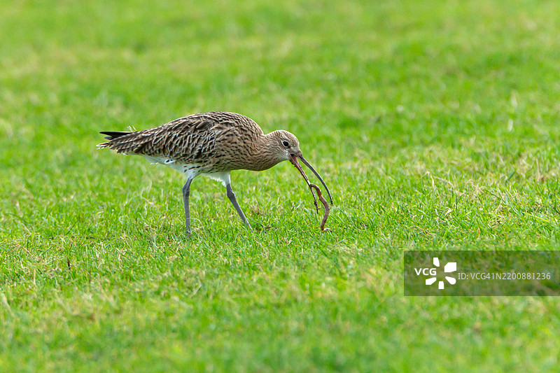 鹤鹬在吃蚯蚓。图片素材