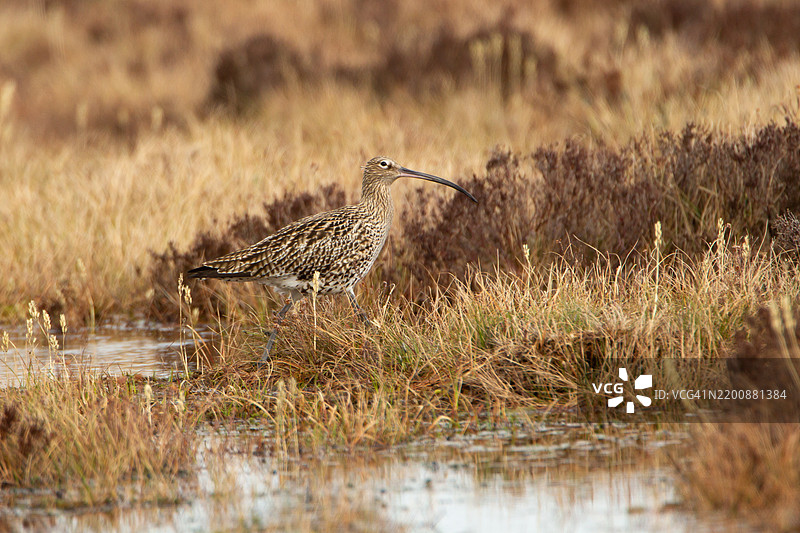 在沼泽地池塘旁走动的鹤鹬。图片素材