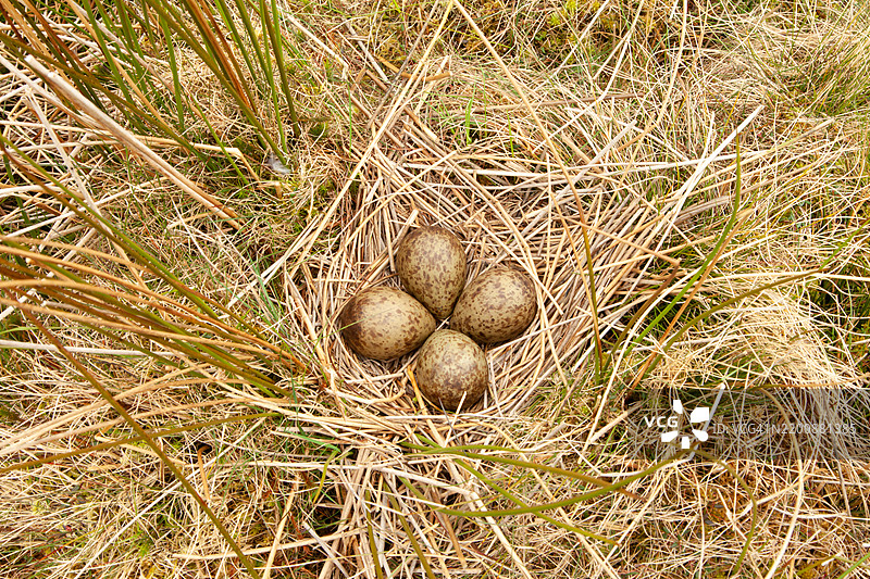 鹤鹬的巢和蛋图片素材