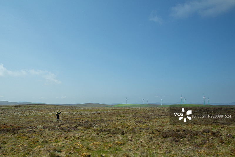 RSPB工作人员使用无线电接收设备检查弯嘴鹬（Numenius arquata）。图片素材