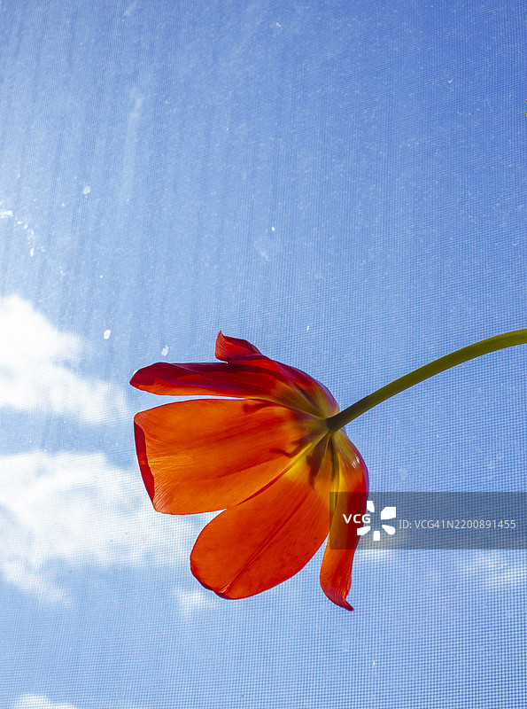 蓝天背景下的单朵郁金香花图片素材