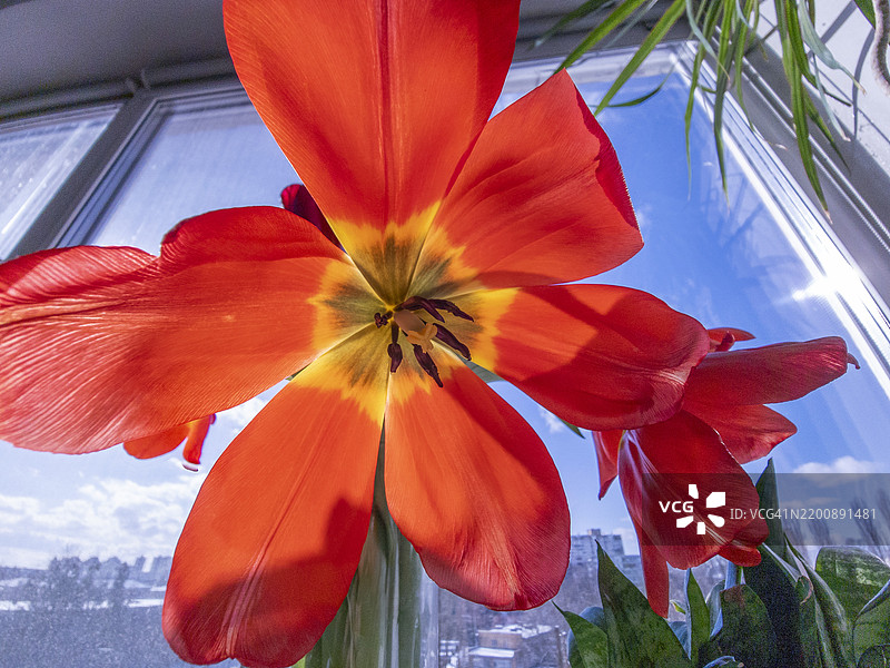 蓝天背景下的单朵郁金香花。超宽和低角度视图图片素材