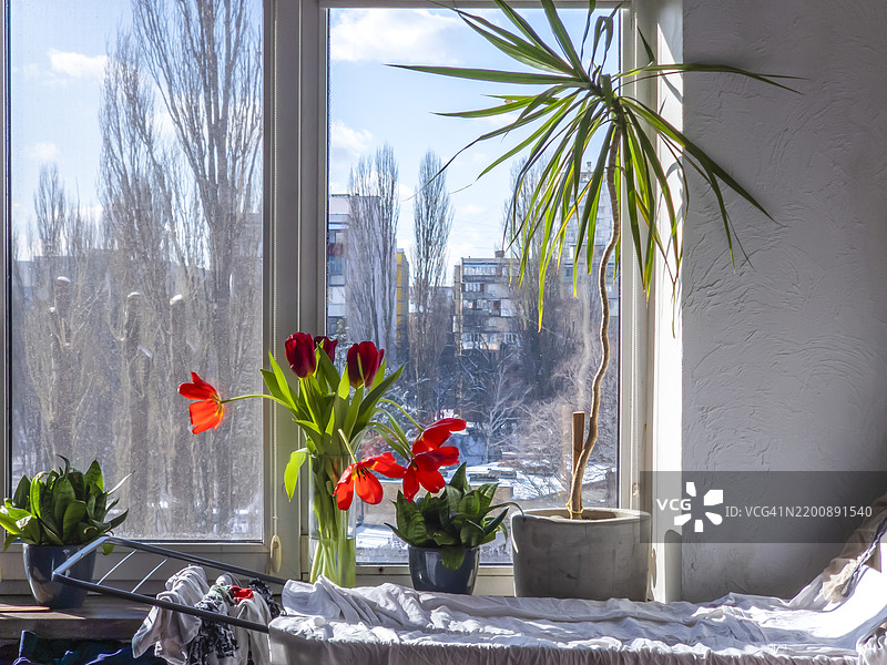 春天的花朵为温馨的客厅带来了温暖和明亮。图片素材