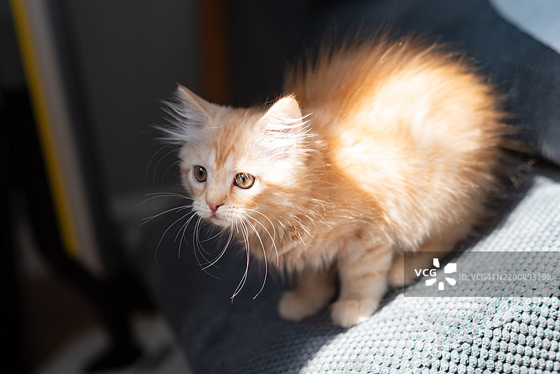 阳光下的小猫图片素材