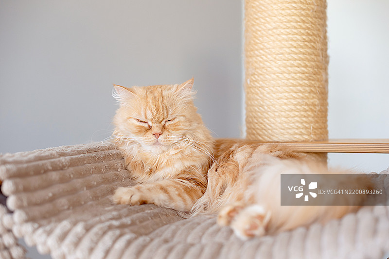 猫正在抓挠柱上休息图片素材