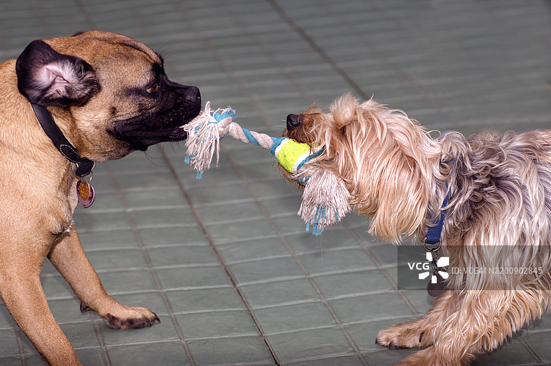 两只狗在纽约曼哈顿的狗公园里用一根绳子玩拔河游戏。图片素材
