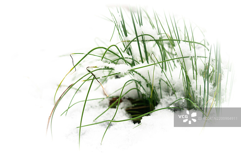 绿草从冰雪中冒出图片素材