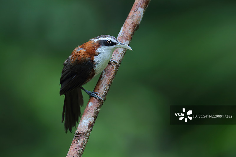 巽他弯嘴鹛图片素材