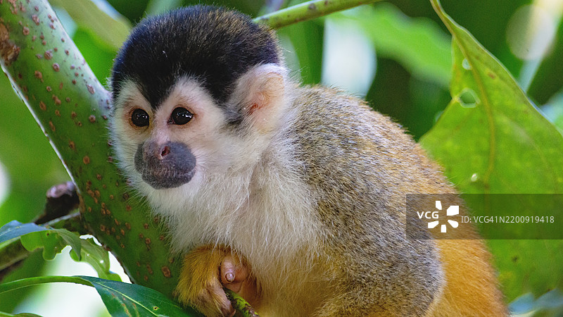 无忧无虑的白面卷尾猴在树上图片素材