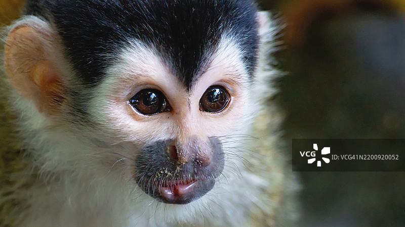 无忧无虑的白面卷尾猴图片素材