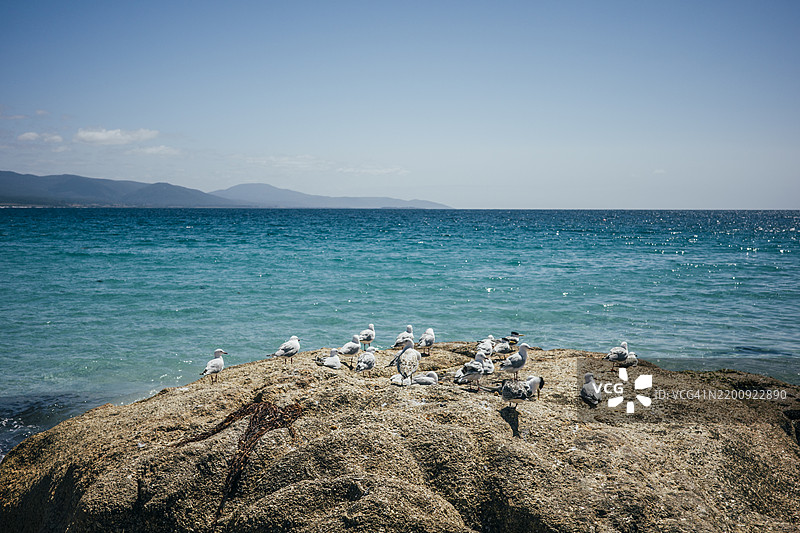 海鸥在海滩旁的大岩石上休息图片素材