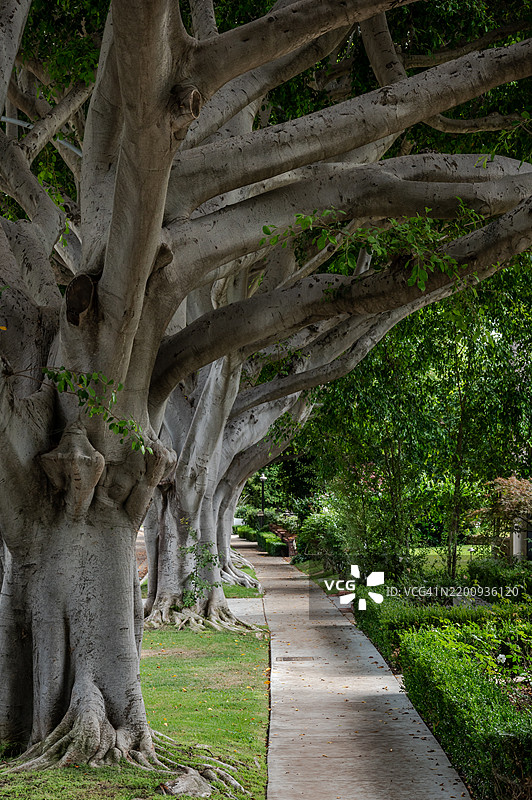 加利福尼亚州洛杉矶比佛利山庄的林荫人行道图片素材