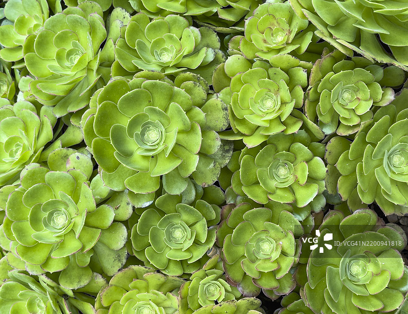 多肉植物石莲花图片素材