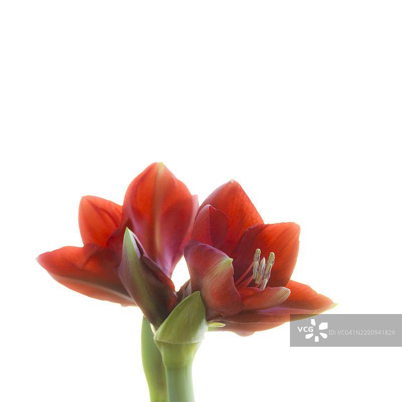 白色背景上的朱顶红图片素材