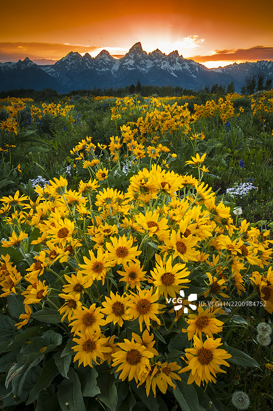 鲜艳的骡耳花在前景绽放，背景是壮丽的提顿山脉日落。图片素材