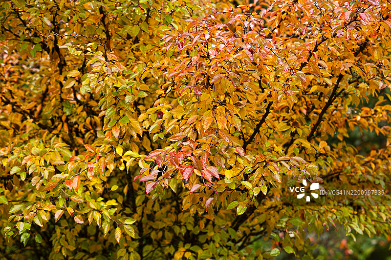 秋天的落叶图片素材