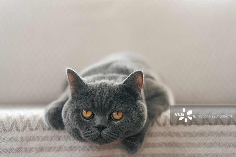 可爱的英国短毛猫在沙发扶手上放松。图片素材