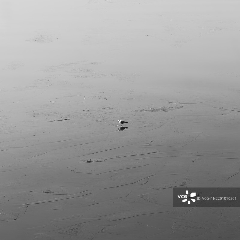 海鸥栖息在冰面上图片素材