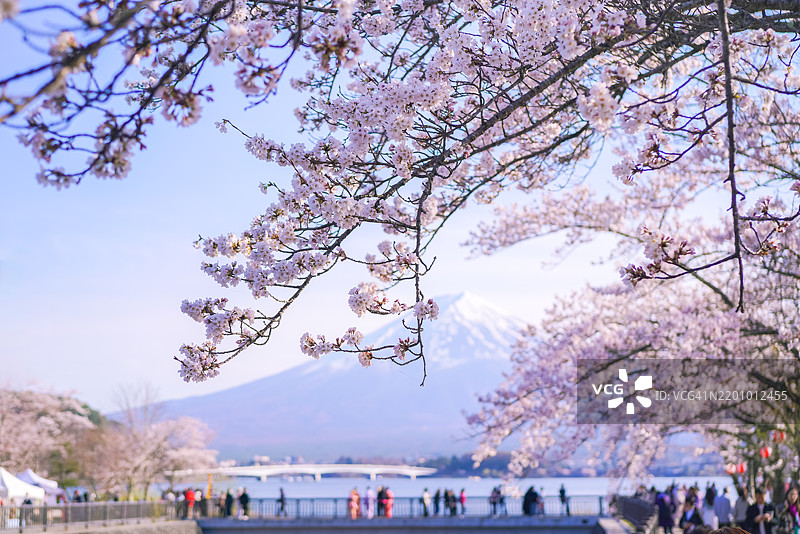 樱花季节图片素材