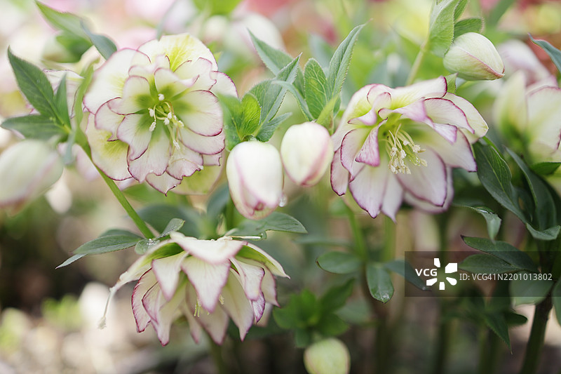 特写镜头展示美丽的双花黑心菊‘Florence Picotee’在早春开花。图片素材