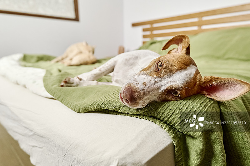 杰克罗素犬躺在卧室的床上图片素材