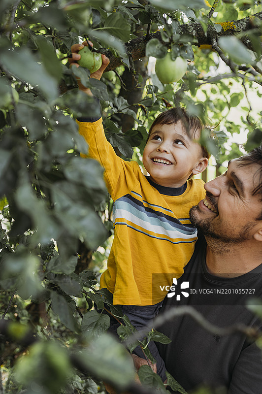 快乐的父亲和儿子在花园里采苹果图片素材