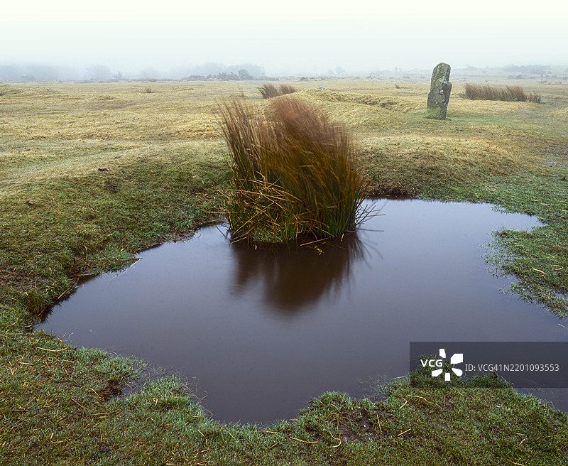 康沃尔郡博德敏沼泽，英国。2006年4月14日。博德敏沼泽上风中和雾中的大草丛。图片素材