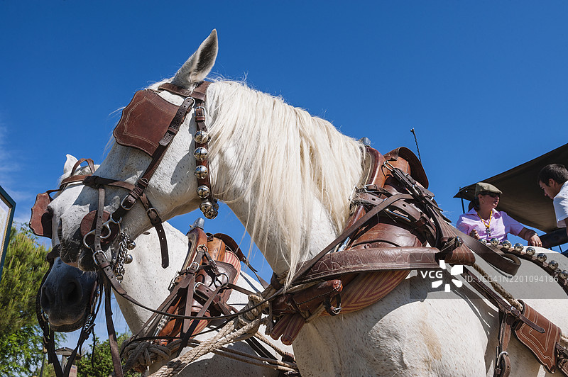 戴着眼罩的马，埃尔罗西奥，安达卢西亚图片素材