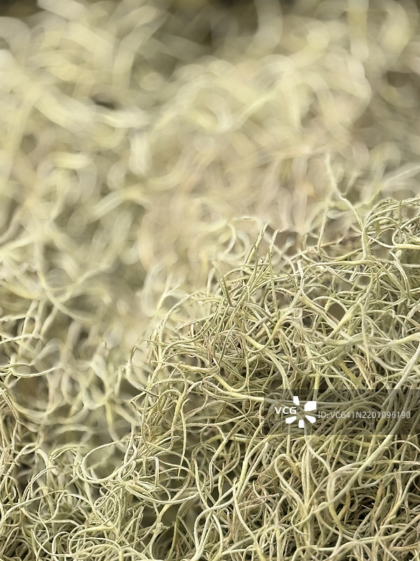 西班牙苔藓特写。图片素材