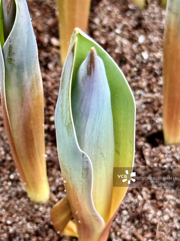 郁金香球茎（Tulipa gesneriana）开始生长的特写镜头图片素材