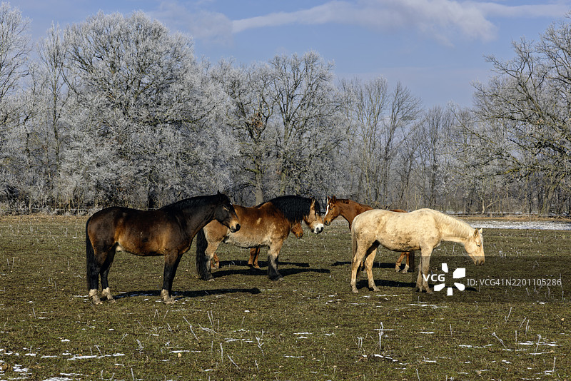 马儿在冬季牧场上轻轻地睡着，周围是结冰的树木，享受着冰冷夜晚后的晨阳温暖。图片素材