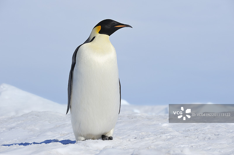 在南极半岛的雪山岛上站立的帝企鹅（Aptenodytes forsteri）图片素材