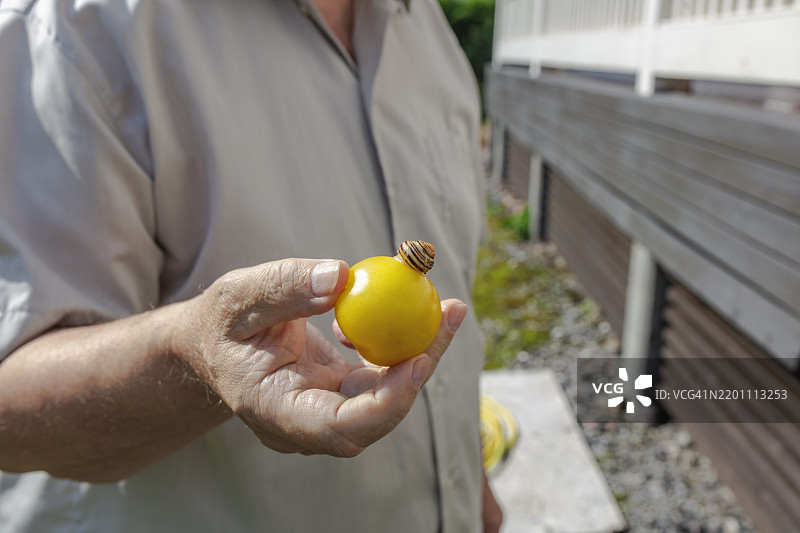 蜗牛在自家种植的黄番茄上，男人在夏天用手捧着番茄图片素材