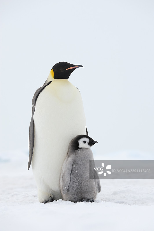 成年帝企鹅与幼崽在南极半岛雪山岛的雪地栖息地中图片素材