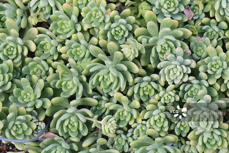 蓝叶景天的特写镜头图片素材