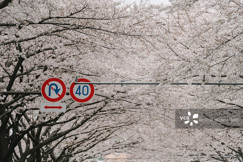 东京春季樱花盛开的隧道图片素材