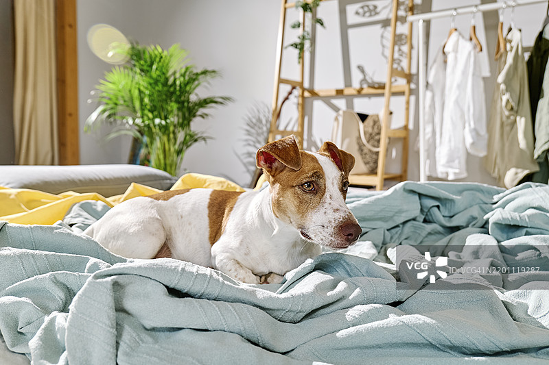 杰克罗素梗狗坐在家里的床上图片素材