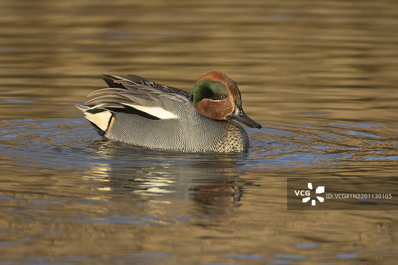 成年雄性普通秋鸭（Anas crecca）在湖泊上，英格兰，英国，欧洲图片素材