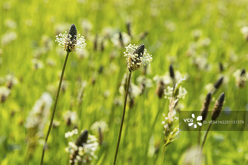 盛开的草地上有许多细叶车前草（Plantago lanceolata），位于德国萨克森州波卡乌-伦格费尔德的赛登巴赫水坝。图片素材
