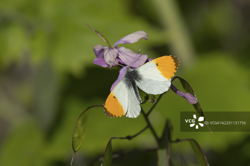 橙尖蝶（Anthocharis cardamines）成年雄性昆虫在春季英国花园的诚信花上采蜜图片素材